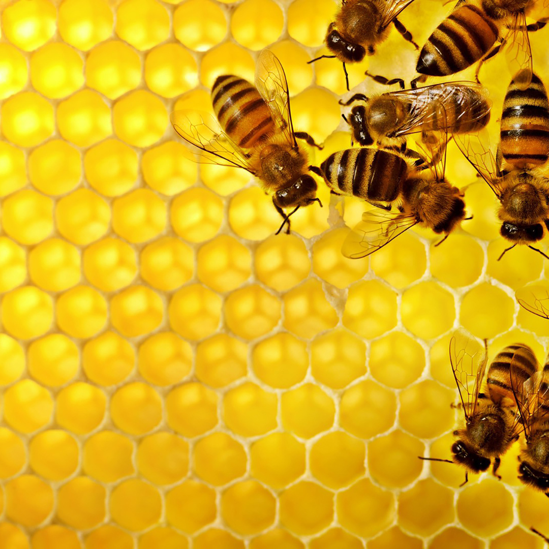 September Newsletter: World Bee Day, Rosh Hashanah Symbolism & Gifts, Honey  Applebutter Recipe.