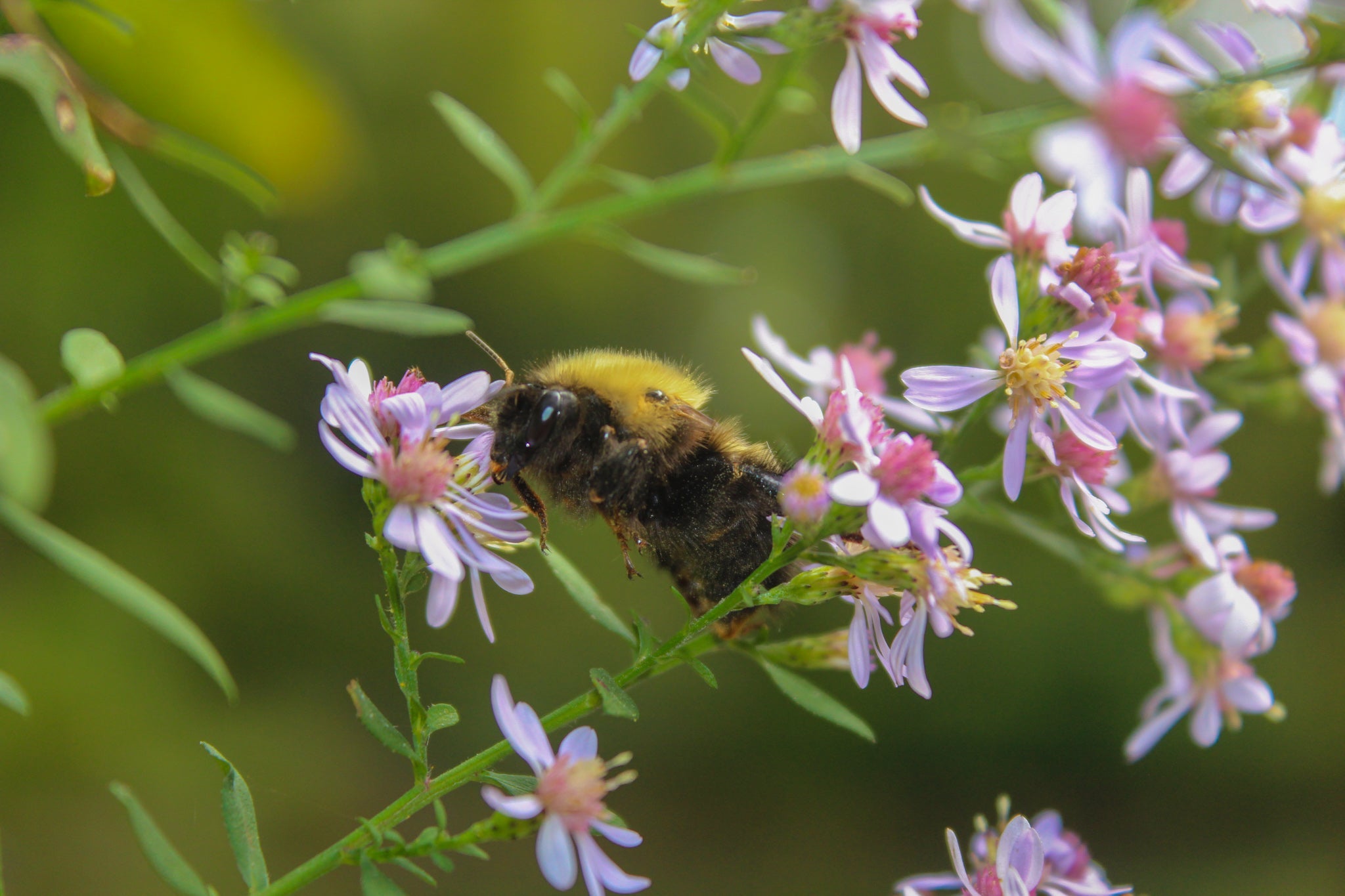 bee collecting nectar from a light purple flower