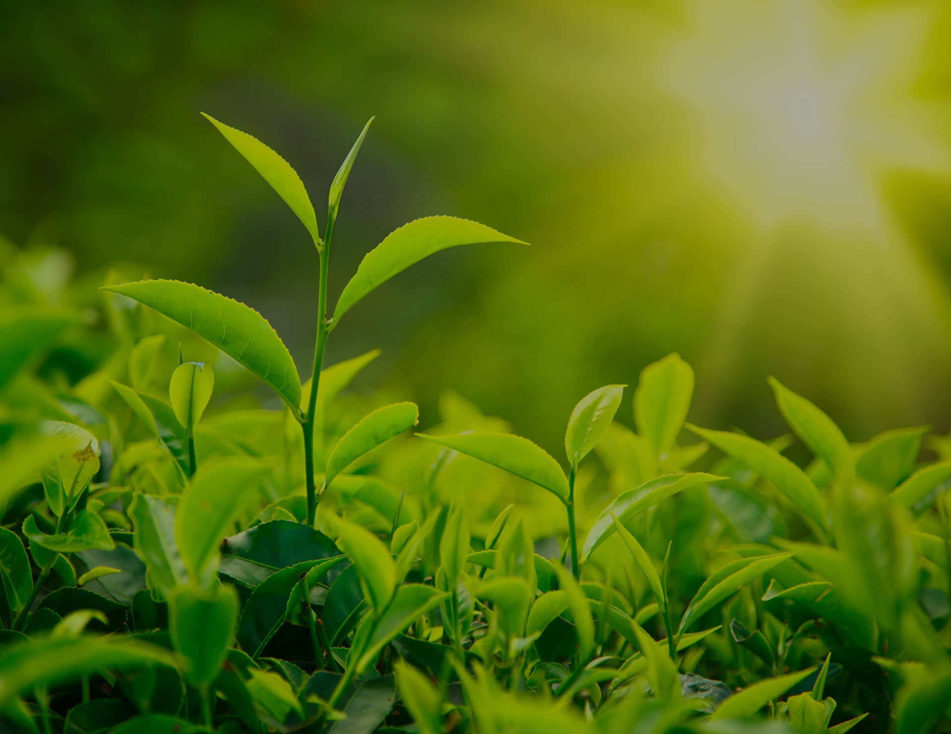 sunlight shining on tea bushes with one particular shoot of the tea plant reaching out above the others and into the light